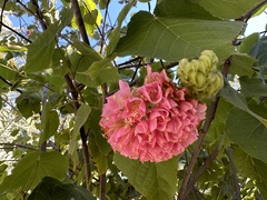 Dombeya