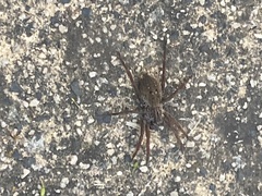 Mituliodon tarantulinus