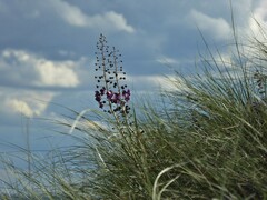 Verbascum phoeniceum