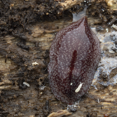 Australopacifica spectabilis
