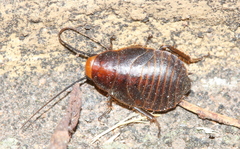 Oxyhaloa deusta