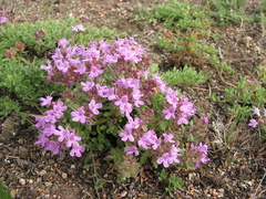 Thymus dahuricus