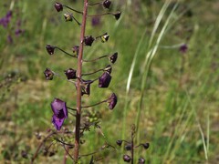 Verbascum phoeniceum