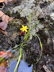 Hypoxis hygrometrica