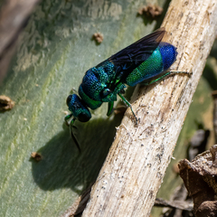 Chrysididae