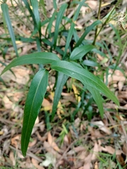 Parsonsia brownii