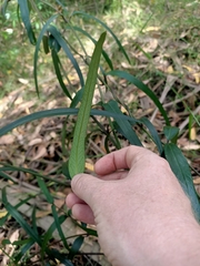 Parsonsia brownii