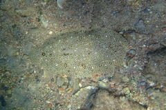 Pardachirus marmoratus