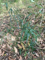 Parsonsia brownii