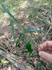 Parsonsia brownii