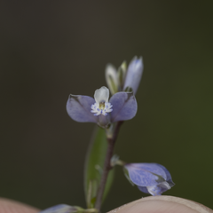 Polygala serpyllifolia