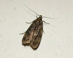 Hofmannophila pseudospretella