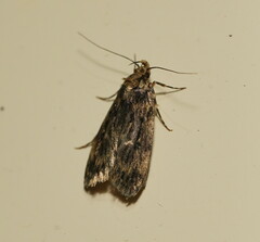 Hofmannophila pseudospretella