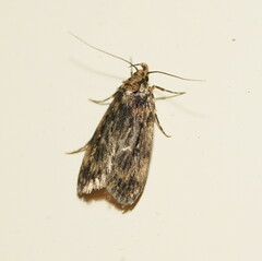 Hofmannophila pseudospretella