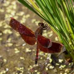 Neurothemis terminata