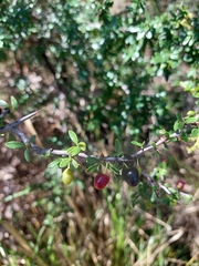 Condalia microphylla