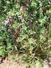 Condalia microphylla