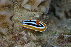Chromodoris quadricolor