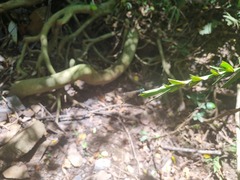 Allocnemis leucosticta