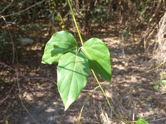 Mucuna gigantea