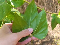 Mucuna gigantea