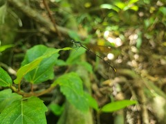 Allocnemis leucosticta