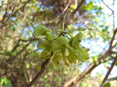 Mucuna gigantea