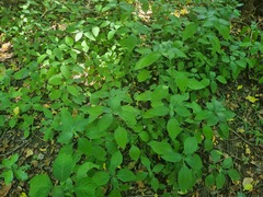 Isoglossa woodii