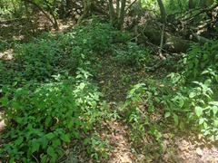Isoglossa woodii