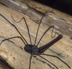 Pantopsalis albipalpis