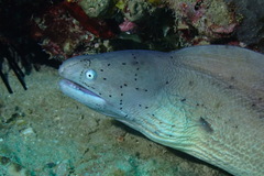 Gymnothorax griseus