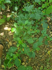 Isoglossa woodii