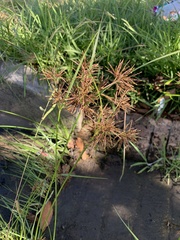 Cyperus longus tenuiflorus
