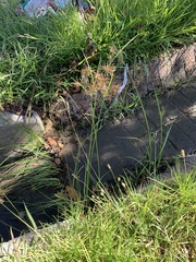 Cyperus longus tenuiflorus