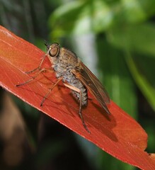 Anabarhynchus kosciuskoensis