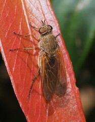 Anabarhynchus kosciuskoensis