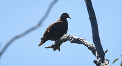 Phaps elegans