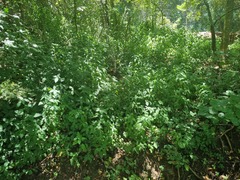 Isoglossa woodii