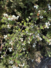 Spyridium thymifolium