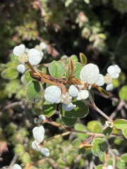 Spyridium thymifolium
