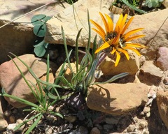Gazania ciliaris