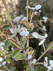 Spyridium thymifolium
