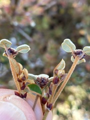 Spyridium thymifolium