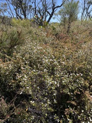 Spyridium thymifolium