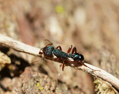 Rhytidoponera aspera