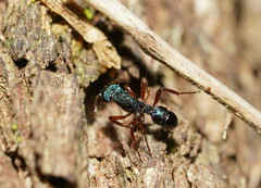 Rhytidoponera aspera