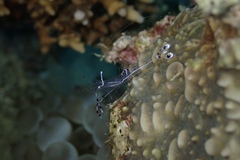 Ancylomenes longicarpus