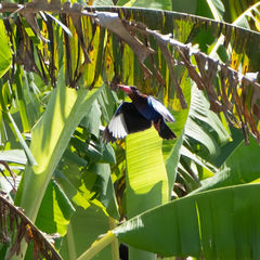 Halcyon cyanoventris