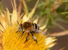 Amegilla garrula