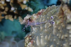 Ancylomenes longicarpus